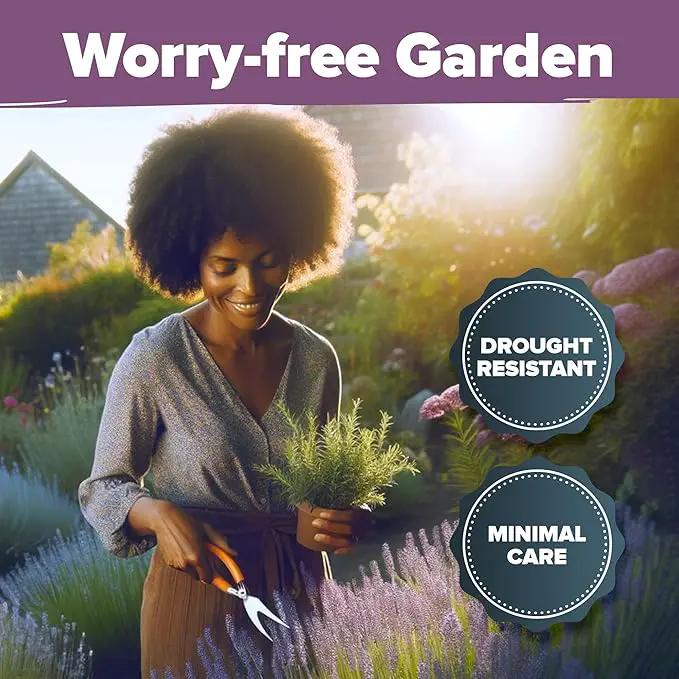 HOME GROWN 𝗨𝗦𝗔 𝗣𝗥𝗘𝗠𝗜𝗨𝗠 English Lavender Seeds 1,500+ 𝗡𝗢𝗡-𝗚𝗠𝗢 Wildflower Seed for Planting Indoor/Outdoor, High Germination, Plant Flower Seeds (Lavandula antustifolia) by GreenHaven Gardens