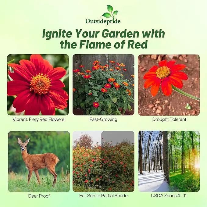 Outsidepride Red Torch Mexican Sunflower Seeds - 2000 Seeds Annual Tithonia, Fast-Growing, Heat & Drought-Tolerant Flower Seeds for Pollinator Gardens, Landscapes, & Flower Arrangements (AAS Winner) by GreenHaven Gardens