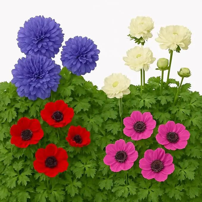 Easy to Grow Anemone Italian Levante Mix - 10 Plant Bulbs, Colorful Double Flowers in Spring Gardens Full to Partial Sun by GreenHaven Gardens