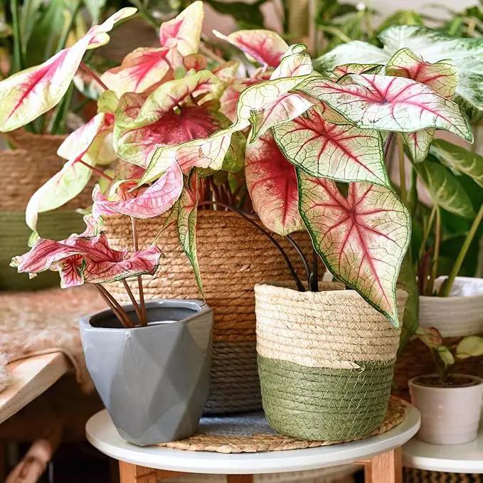 Caladium Potting Mix - Unlock Robust Growth and Striking Leaf Color with Our High-Performance Formula - 20 Quart by GreenHaven Gardens