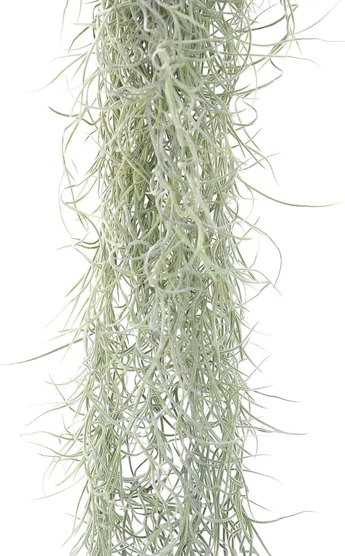 6 Pack Thick Colombian Spanish Moss Live Strands with Wire Hook - Tillandsia Usneiodes - Live Tillandsia Succulent House Plants - Home and Garden Decor - Easy Care Indoor and Outdoor Plants by GreenHaven Gardens