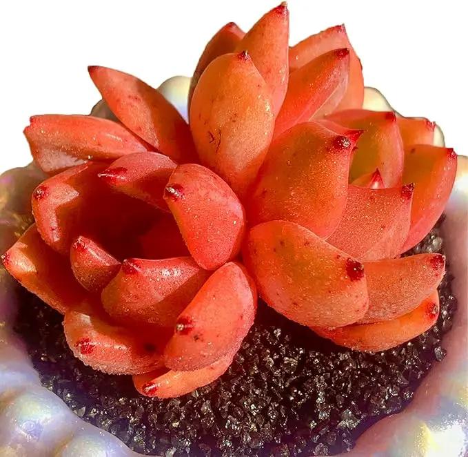 FWPP Echeveria Champagne Rare Live Succulent Plants, Wine 2.5 inches Live Plants Indoor,Bare Root Without Pot Soil,Desk Wedding Baby Shower Decoration Friend Plant Lover Gift by GreenHaven Gardens