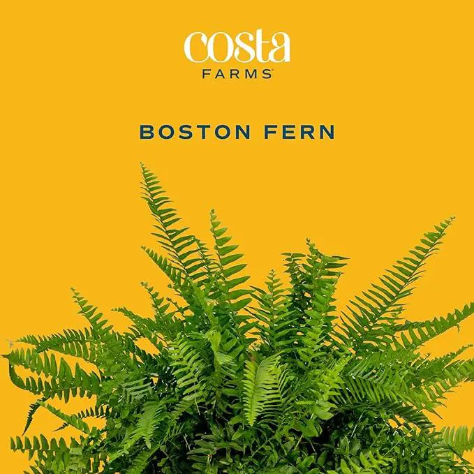 Costa Farms Boston Fern Live Plant, Outdoors or Indoor Houseplant in Hanging Basket Planter, Ferns Soil Mix, Real Plants Gift, Housewarming, Patio, Balcony, Front Porch Decor, 1-2 Feet Tall and Wide by GreenHaven Gardens