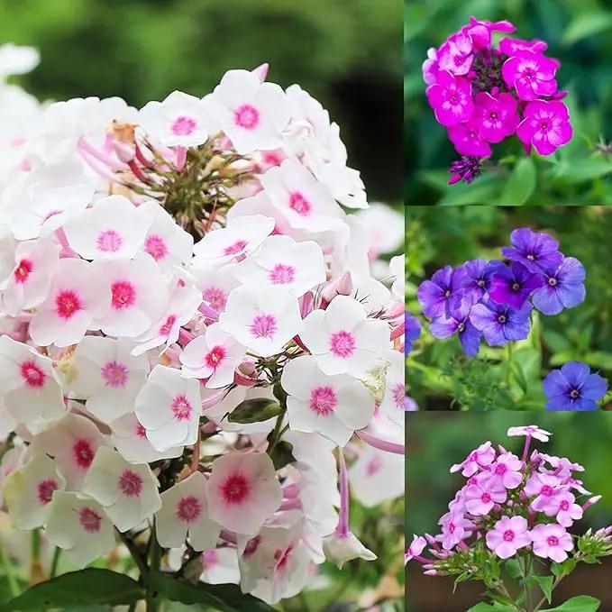 1000+ Phlox Seeds for Planting - Phlox Popstars Seeds Perennial Ground Cover Plants- Annual Flower for Home Garden by GreenHaven Gardens