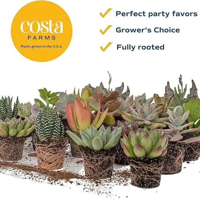Costa Farms Live Succulent Plants (12-Pack), Mini Succulent Assortment Potted in Nursery Plant Pots, Grower's Choice Indoor Houseplants, Bulk Gift for Baby Shower, Wedding, Party, 2-Inches Tall by GreenHaven Gardens