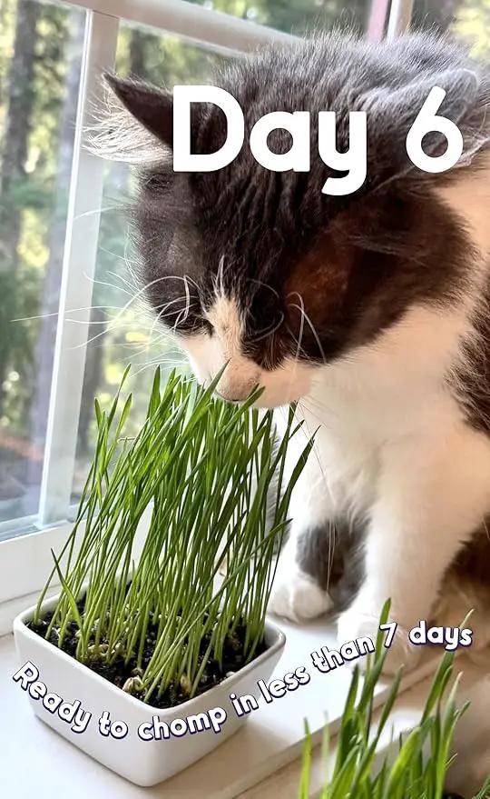 Cat Grass Seeds – Smooth Tasty Ryegrass – Grows 100 Pots of Fresh Cat Grass for Indoor Cats & Kittens – Easy & Fast – Bulk Rescuer's Pack Grows 1,250 Square inches of Edible cat Grass Vitamunch by GreenHaven Gardens