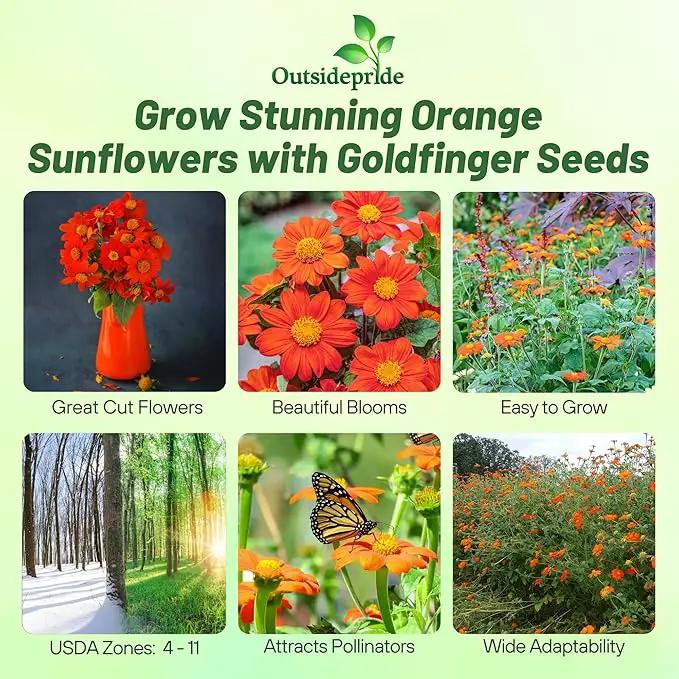 Outsidepride Goldfinger Mexican Sunflower Seeds - 1000 Pcs Annual, Easy-to-Grow, Orange Tithonia Speciosa Flower Seeds w/Drought-Tolerant Blooms for Pollinator Gardens & Vibrant Summer Landscaping by GreenHaven Gardens