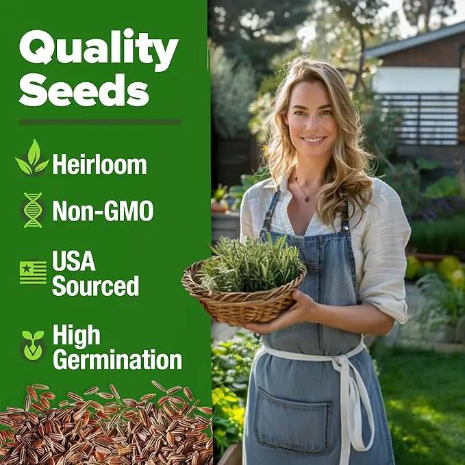 HOME GROWN 𝗨𝗦𝗔 𝗣𝗥𝗘𝗠𝗜𝗨𝗠 Rosemary Seeds Pack - 150 High Germinating 𝗡𝗢𝗡-𝗚𝗠𝗢 Heirloom Herb Seeds for Planting in Indoor or Outdoor Herb Gardens (Salvia rosmarinus) by GreenHaven Gardens