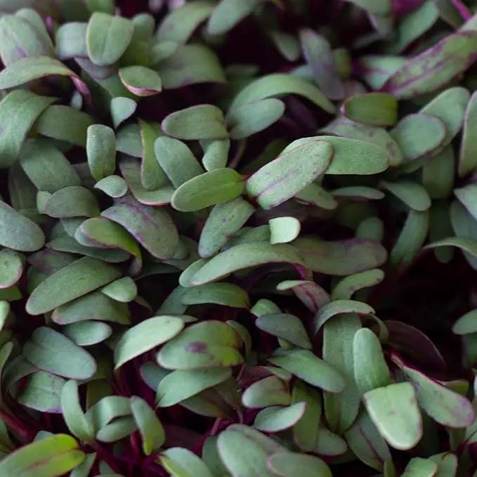 Beet Seeds - Red Round - 1 Lb ~24,000 Seeds - Beta vulgaris - Microgreens Seed - Non-GMO, Heirloom, Open Pollinated, Annual by GreenHaven Gardens
