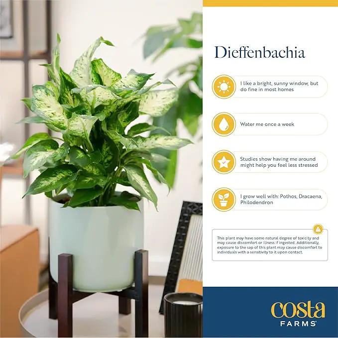 Costa Farms Dieffenbachia Live Indoor Plant, Easy to Grow Houseplant, Potted in Indoors Garden Nursery Plant Pot, Potting Soil Mix, Grower's Choice, Home and Office Plants Decor, 1 Foot Tall by GreenHaven Gardens