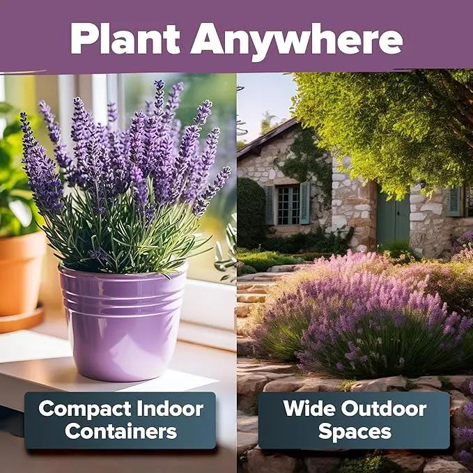 HOME GROWN 𝗨𝗦𝗔 𝗣𝗥𝗘𝗠𝗜𝗨𝗠 English Lavender Seeds 1,500+ 𝗡𝗢𝗡-𝗚𝗠𝗢 Wildflower Seed for Planting Indoor/Outdoor, High Germination, Plant Flower Seeds (Lavandula antustifolia) by GreenHaven Gardens