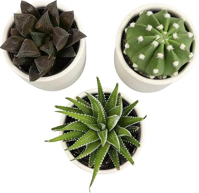 Plants for Pets Live Low Light House Plants in Ceramic Succulent Pots (3 Pack), Gasteria Succulent Plant and Cactus Plants Live with Potting Soil, Haworthia Succulents for Indoor Growing Home Décor by GreenHaven Gardens