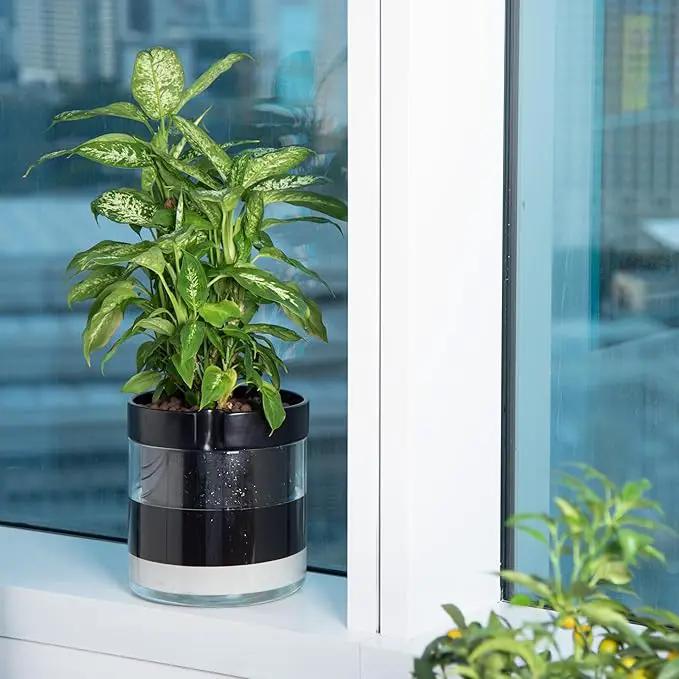 Phoenix Vine 10 Inch Self Watering Terracotta Planter, Black Terracotta Clay Pot with Glass Reservoir for Indoor Plants, Herbs, Flowers, Set of 1, 52-C-I-1 by GreenHaven Gardens