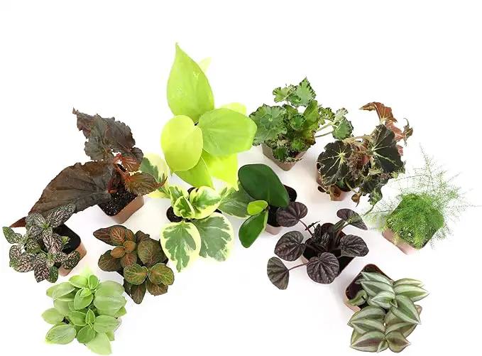 Altman Plants Live Houseplants (12PK), Indoor Plants for Delivery Prime, Live Plants and Gardening Gifts for Plant Lovers, Planters for Indoor Plants with Potting Soil, Live House Plants Indoors Live by GreenHaven Gardens
