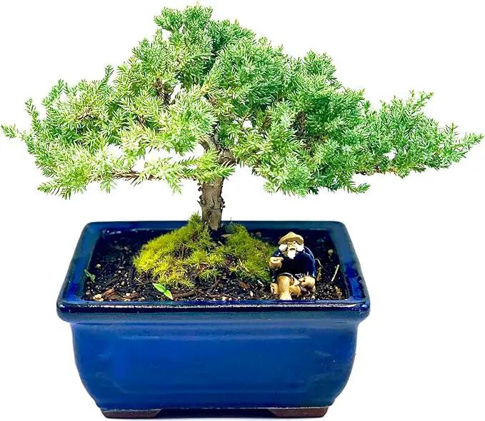 Live Dwarf Juniper Bonsai Tree 7 Year Old | Juniper or Jade Bonsai Tree | Indoor/Outdoor | 100% Handcrafted| Home and Office Décor | Best Gift for Holiday by GreenHaven Gardens