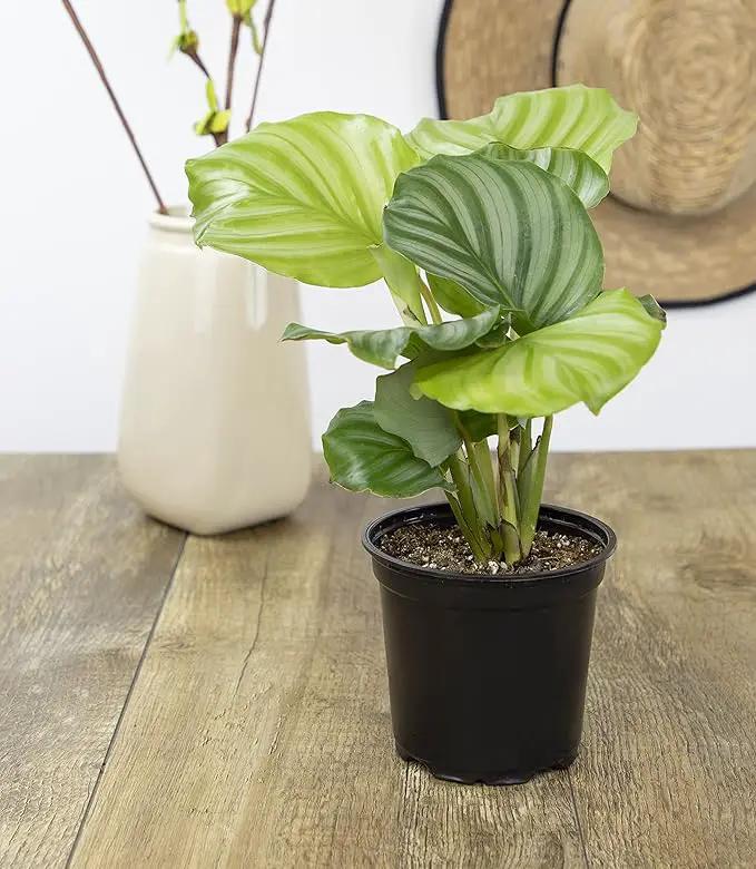Calathea Prayer Plants Live House Plants Kit (4 PK), Calathea Plant Live Indoor Plants Live Houseplants, Live House Plants Indoors Live Plants Indoor, Live Indoor House Plants Live by Plants for Pets by GreenHaven Gardens