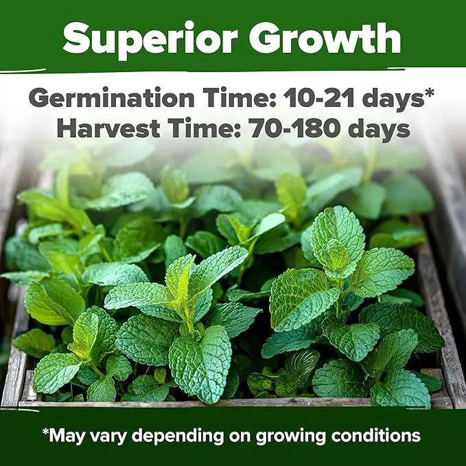 HOME GROWN Lemon Balm Seeds– 806 𝗡𝗢𝗡-𝗚𝗠𝗢 Heirloom Seeds for Planting – Melissa officinalis Herb for Tea, Garden, Indoor or Outdoor Growing–Plant for Pots, Beds & Hydroponics(Melissa officinalis) by GreenHaven Gardens