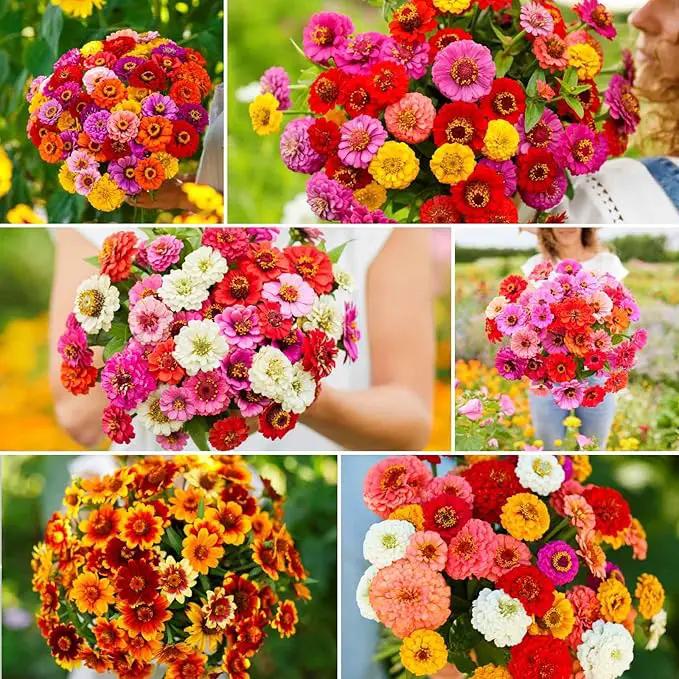 Eden Brothers Zin Master Flower Mixed Seeds for Planting, 5 lb, 2,400,000+ Seeds with California Giant, Mexican, Lilliput Zinnia | Attracts Pollinators, Plant in Spring, Zones 3, 4, 5, 6, 7, 8, 9, 10 by GreenHaven Gardens