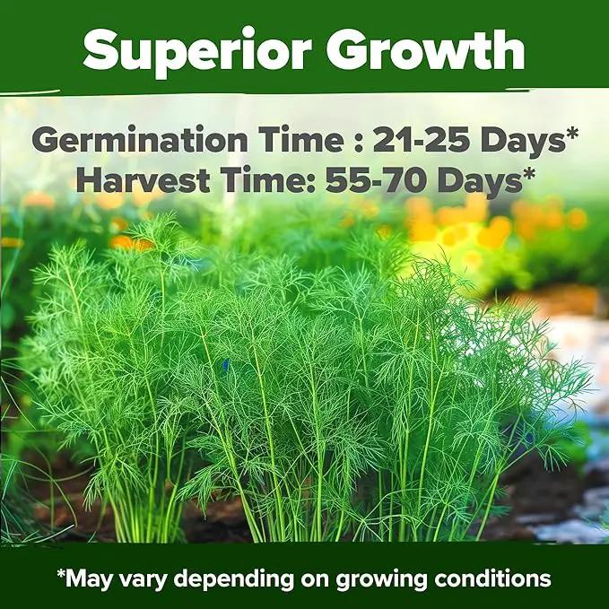 HOME GROWN Dill Seeds 2 Pack (Anethum Graveolens) - 2028 Non-GMO Heirloom Herb Seeds for Planting Indoors or Outdoors, High Germination, Ideal for Herb Gardens, Pots, and Cooking Flavorful Dishes by GreenHaven Gardens