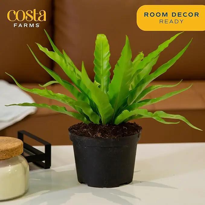 Costa Farms Bird's Nest Fern Live Indoor House Plant 15-Inches Tall, Grower's Pot by GreenHaven Gardens