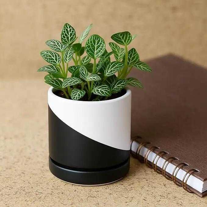 D'vine Dev 3.5 Inch Ceramic Planter Pot with Drainage Hole and Saucer, Indoor Cylinder Round Planter Pot, Oblique Monochrome Black and White, 94-O-A-K by GreenHaven Gardens