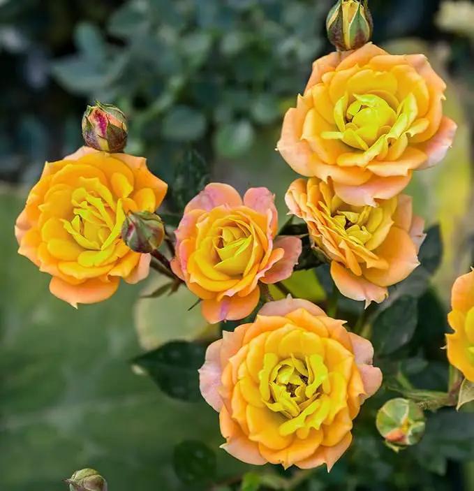 100+ Rose Seeds: 16 Blue Red Pink Yellow Heirloom Varieties for Colorful Perennial Shrubs by GreenHaven Gardens