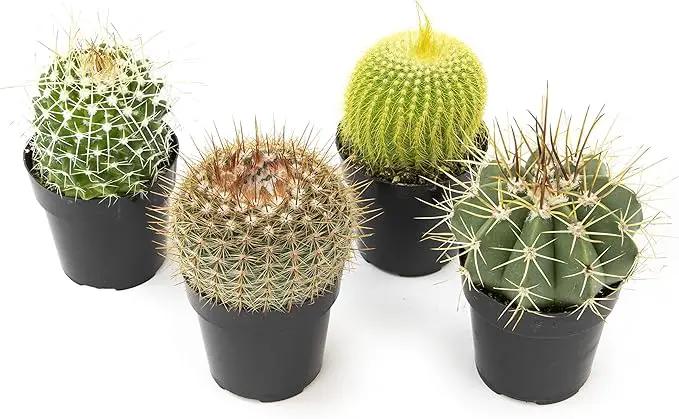 Altman Plants, Assorted Cactus Plants Live Cactus Decor (4PK), Cactus Plant Live Succulents Plants Live in Cactus Soil Potting Mix, Live Cacti Plants Live Succulent Plants Live Plants in Cactus Pot by GreenHaven Gardens