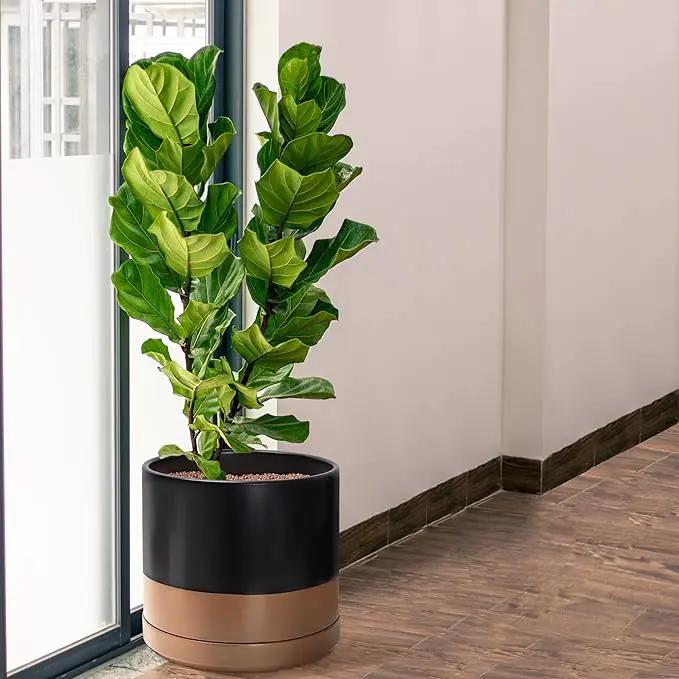 D'vine Dev 14 Inch Ceramic Planter Pot with Drainage Hole and Saucer, Indoor Cylinder Round Planter Pot, Black/Speckled Tan, 94-O-G-7 by GreenHaven Gardens