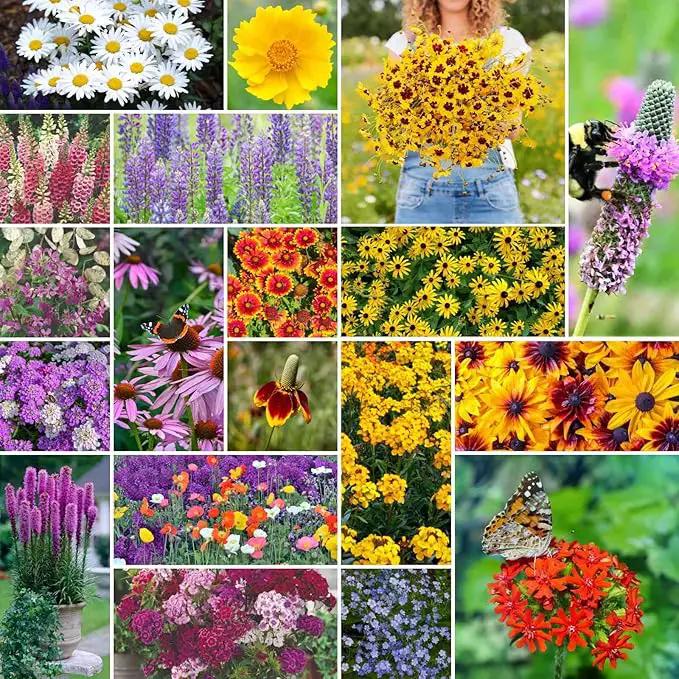 Eden Brothers All Perennial Wildflower Mixed Seeds for Planting, 5 lb, 2,400,000+ Seeds with Lupine, Shasta Daisy| Attracts Pollinators, Plant in Spring or Fall, Zones 3, 4, 5, 6, 7, 8, 9, 10 by GreenHaven Gardens