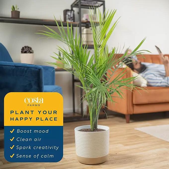 Costa Farms Majesty Palm Live Plant, Live Indoor and Outdoor Palm Tree, Potted in Modern Décor Planter, Tropical Floor Houseplant in Potting Soil, Great Patio, Balcony, Home Decor, 3-4 Feet Tall by GreenHaven Gardens