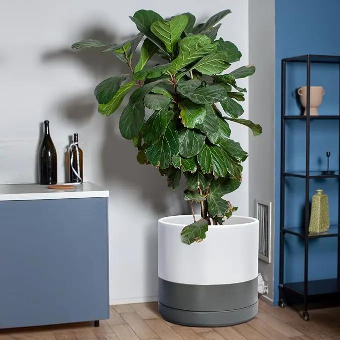 D'vine Dev 14 Inch Ceramic Planter Pot with Drainage Hole and Saucer, Indoor Cylinder Round Planter Pot, White/Speckled Grey, 94-O-G-6 by GreenHaven Gardens