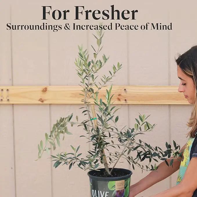 American Plant Exchange Live Olive Tree, Arbequina – Real Fruiting, Edible Indoor/Outdoor Houseplant – Medium 7.5-Inch Pot, Perfect for Home, Office, Patio & Garden Décor by GreenHaven Gardens