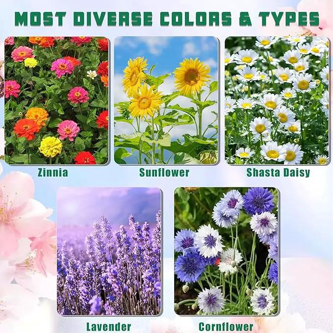 5 Kit - Growing into Shasta Daisy, Cornflower, Sunflower, Zinnia, Lavender for Indoor Outdoor Garden DIY Gifts by GreenHaven Gardens