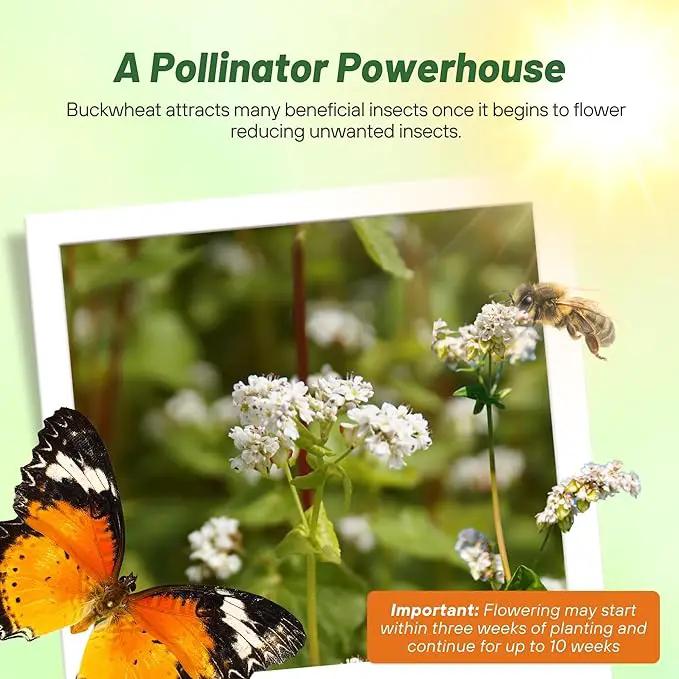 Outsidepride Buckwheat Seeds - 1oz Annual, Fast-Growing, Easy to Grow Buckwheat Cover Crop Seeds for Green Manure, Bee Pasture & Pollinators, Wildlife Habitat, Soil Improvement, and Erosion Control by GreenHaven Gardens
