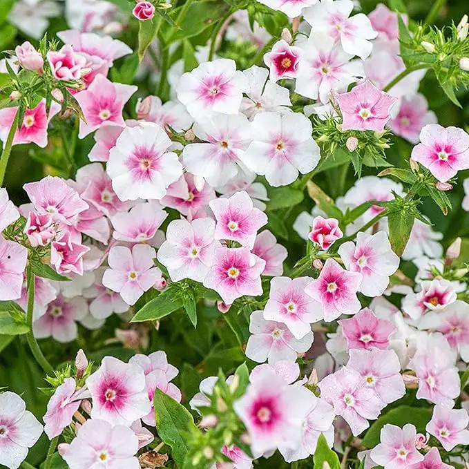 1000+ Phlox Seeds for Planting - Phlox Popstars Seeds Perennial Ground Cover Plants- Annual Flower for Home Garden by GreenHaven Gardens