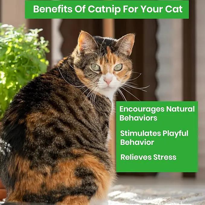 NatureZ Edge Catnip Seeds for Planting, 2200+ Herb Seeds, Indoor or Outdoor Growing, Cat Nip Seeds, Your Cat Will Love Them, Non-GMO by GreenHaven Gardens
