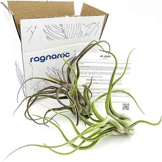 Air Plants - Flowering Tillandsia Caput Medusae, Large 5-7" - 2ct - Live Arrival Guaranteed - House Plants for Home Decor & Gift by GreenHaven Gardens
