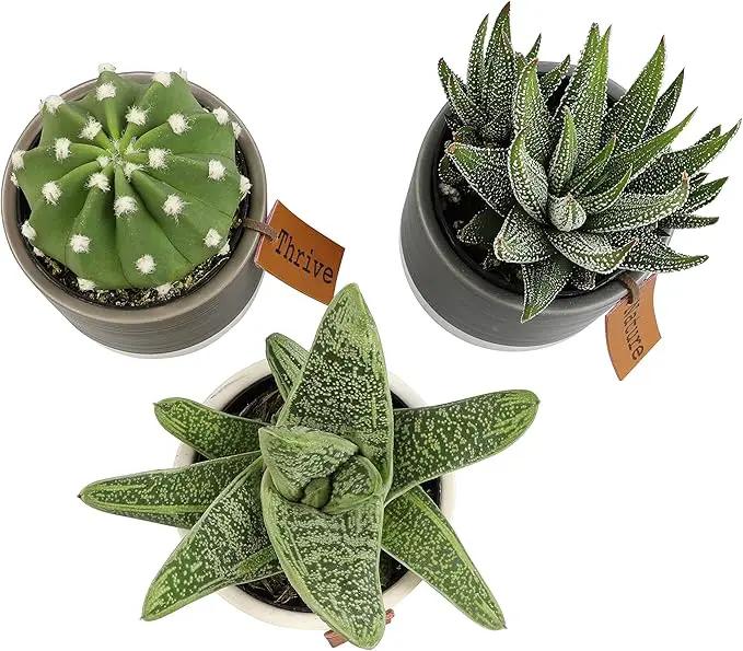 Succulents Plants Live in Plant Pot Set (3 Pack), Succulent Cactus Plants Live Plants, Indoor Plants Live Gardening Gifts for Plant Lovers, Live Succulents Plants Live Houseplants by Plants for Pets by GreenHaven Gardens