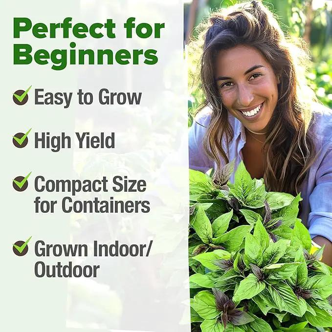 HOME GROWN Thai Basil Seeds Pack - 438 High Germination 𝗡𝗢𝗡-𝗚𝗠𝗢 𝗨𝗦𝗔 Heirloom Herb Seeds for Planting,Ideal for Growing Fresh Basil Planting Indoor or Outdoor(Ocimum basilicum var.thyrsiflora) by GreenHaven Gardens