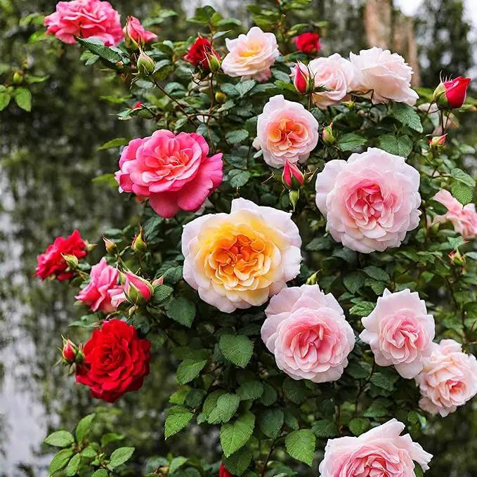 100+ Rose Seeds: 16 Blue Red Pink Yellow Heirloom Varieties for Colorful Perennial Shrubs by GreenHaven Gardens