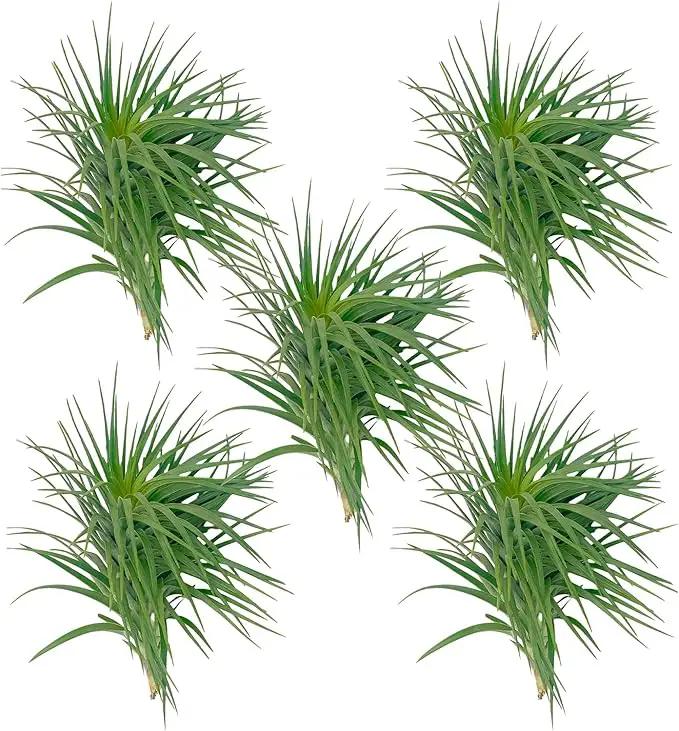Air Plants - Flowering Tillandsia Pink Paske Large 5" - 5ct - Live Arrival Guaranteed - House Plants for Home Decor & Gift by GreenHaven Gardens