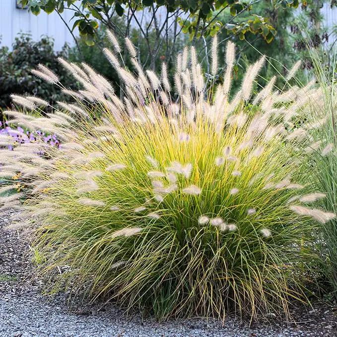Pack 3 Fountain Grass Plants Live, 5-9 Inch Tall, Ornamental Grasses Live Plants Perennial, Well-Rooted Perennial Grass Clumps (White Fountain Grass) by GreenHaven Gardens
