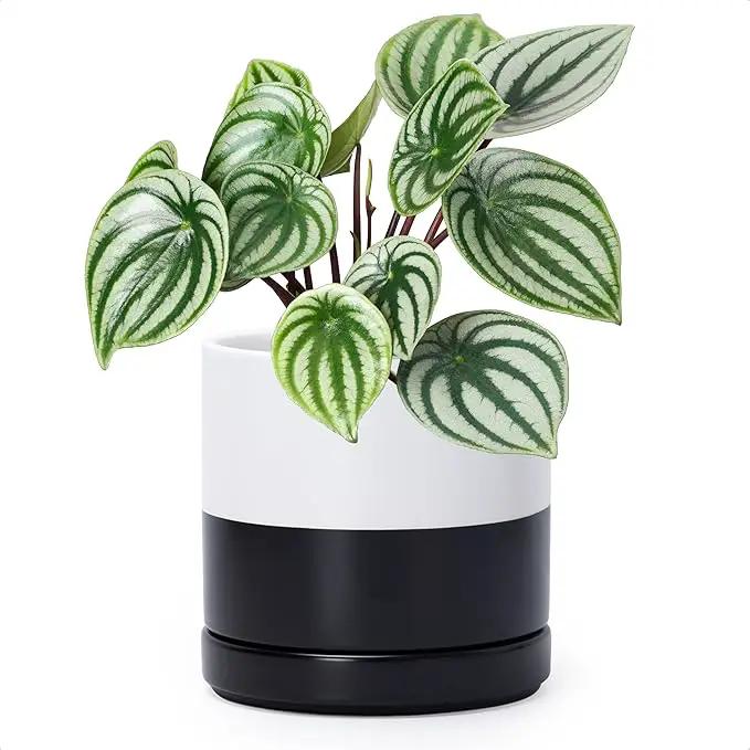 D'vine Dev 6.5 Inch Ceramic Planter Pot with Drainage Hole and Saucer, Indoor Cylinder Round Planter Pot, Layered Monochrome Black & White, 94-O-C-L by GreenHaven Gardens