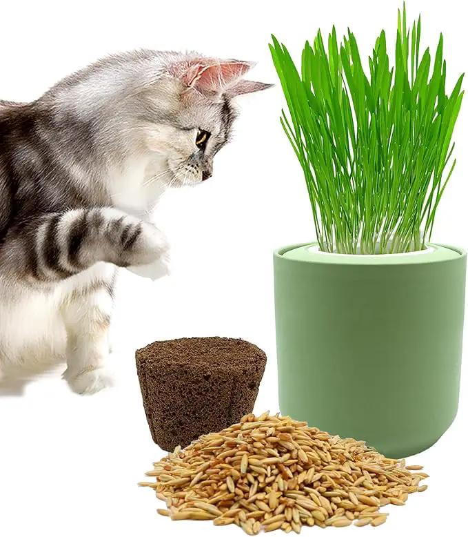 Ceramic Pot Cat Grass for Indoor Cats with Organic Cat Grass Seed Mix – Safe Pet Grass for Cats and Small Pets | Easy-to-Grow Indoor Garden for Pet Digestion (Green) by GreenHaven Gardens
