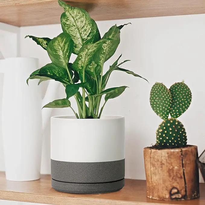 D'vine Dev 8 Inch & 10 Inch Ceramic Planter Pot for Plants with Drainage Hole and Saucer, Large Plant Pots Set, White/Speckled Grey, 94-G-L-6 by GreenHaven Gardens