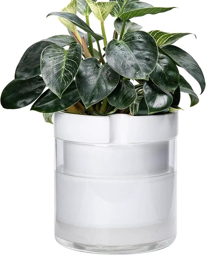 Phoenix Vine 10 Inch Self Watering Planter, White Terracotta Clay Pot with Glass Reservoir for Indoor Plants, Herbs, Flowers, Set of 1, 52-B-I-1 by GreenHaven Gardens