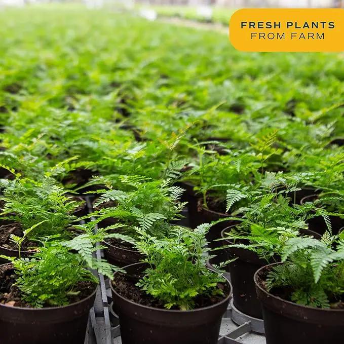 Costa Farms Kimberly Queen Fern, Live Indoor Plant, Houseplant Potted in Premium Décor Plant Pot, Potted in Potting Soil, Beautiful Room Decor, Birthday, Housewarming Gift by GreenHaven Gardens