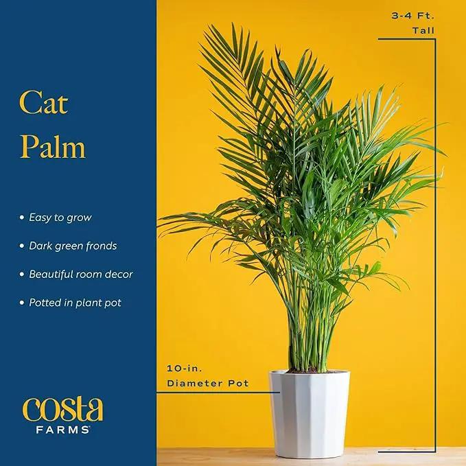Costa Farms Cat Palm, Live Indoor Houseplant in Indoor Garden Plant Pot, Floor Plant Potted in Potting Soil, Housewarming Gift for New Home, Living Room, Office, Patio Palm Tree Decor, 3-4 Feet Tall by GreenHaven Gardens
