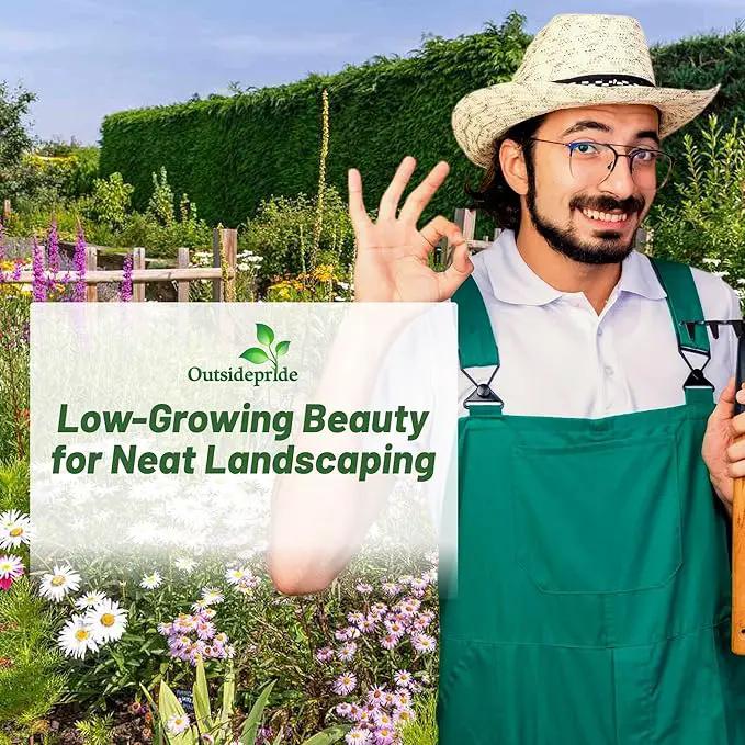 Outsidepride Low Growing Wildflower Seeds - 1/4 lb Dwarf, & Short, Diverse Perennial & Annual Wild Flower Seed Mix with Long Bloom Season for Colorful Display That Thrives on All States by GreenHaven Gardens