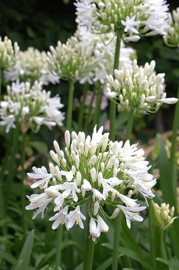 Getty White Agapanthus | 3 Live Plants | Agapanthus africanus ‘Getty White’ | Perennial Flowering Plants | Drought Tolerant Plants for Landscaping by GreenHaven Gardens